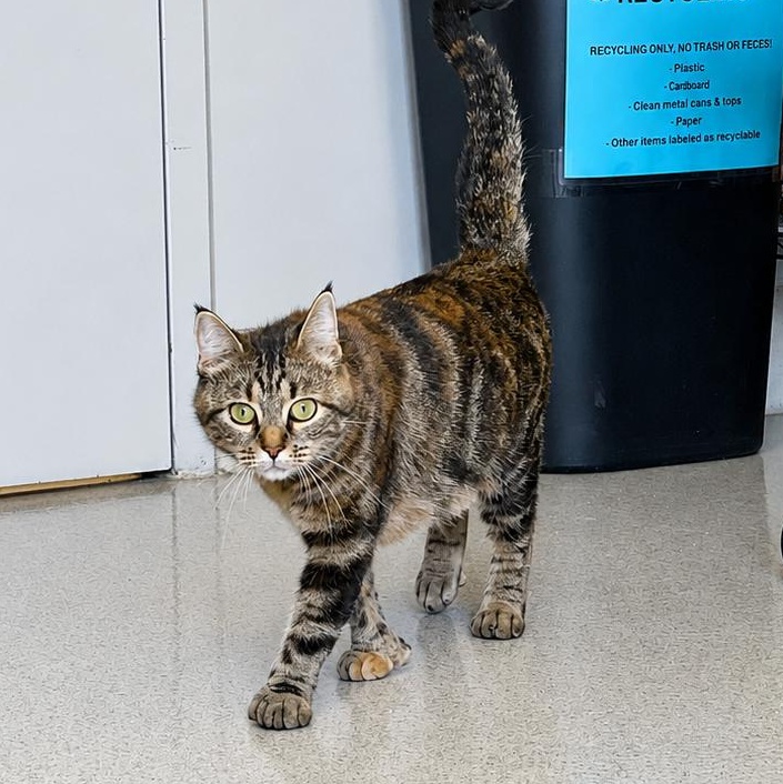 Enlarge Mary Kay, a ADOPTABLE Domestic Medium Hair in Amsterdam, NY image 2/2