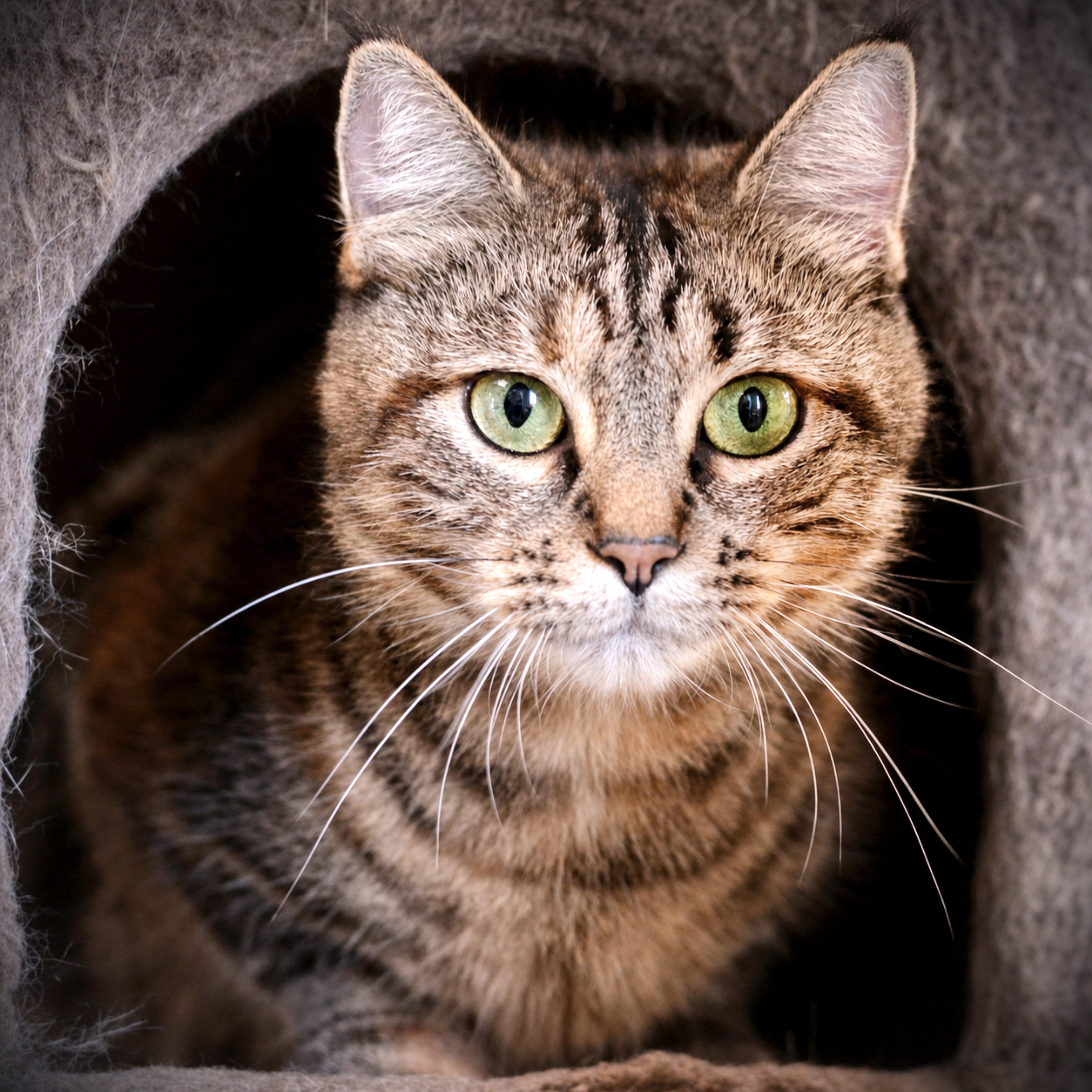 Mary Kay, ADOPTABLE, Adult Female Domestic Medium Hair.