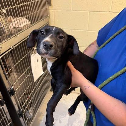 Cruella, ADOPTABLE, Puppy Female Mixed Breed.