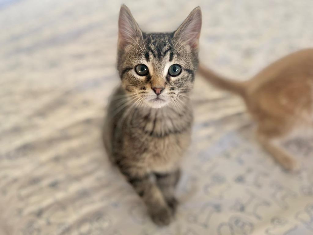 Ace, Adoptable, Young Male Domestic Short Hair.