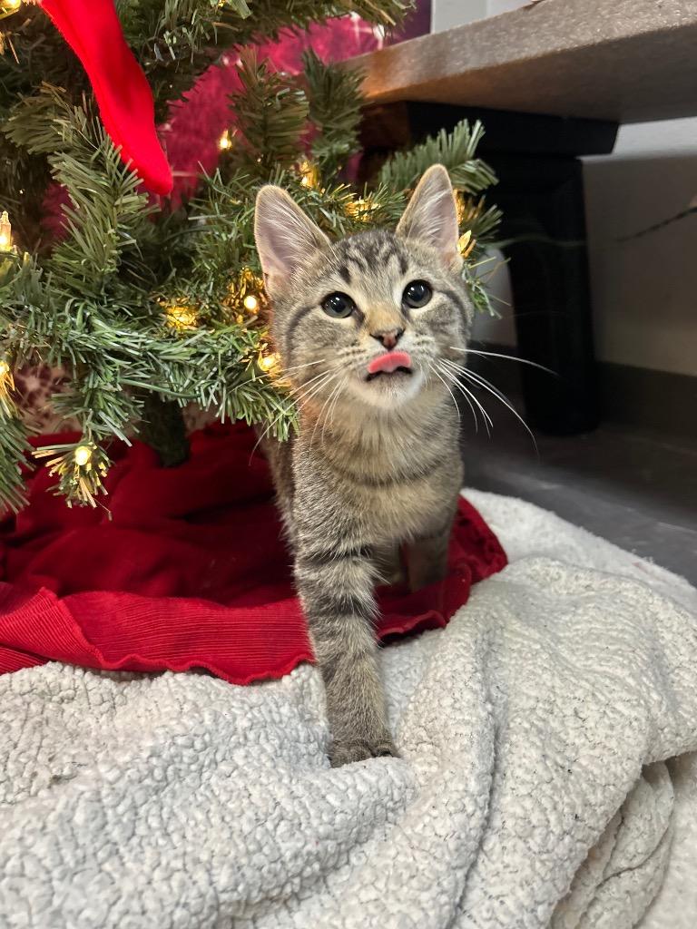 Enlarge Ace, a Adoptable Domestic Short Hair in Clinton, IL image 2/4