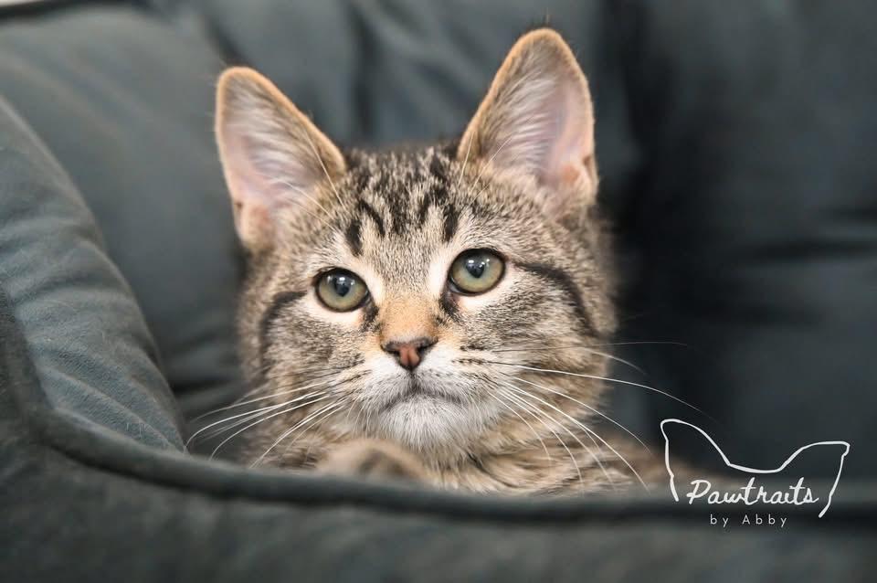 Enlarge Ace, a Adoptable Domestic Short Hair in Clinton, IL image 3/4