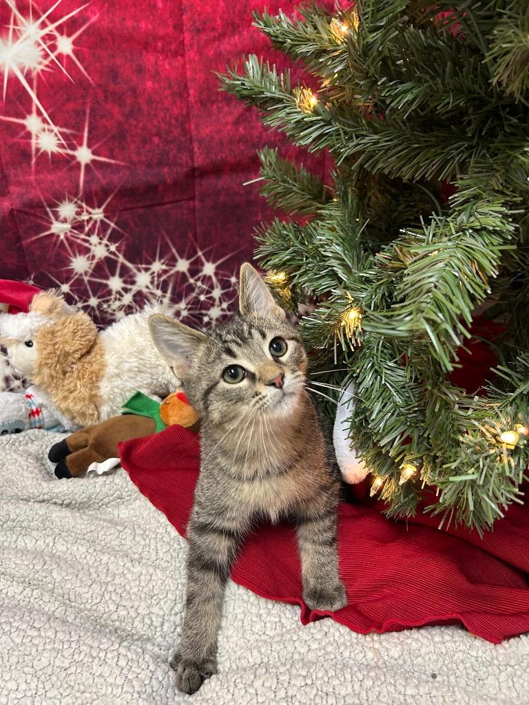 Enlarge Ace, a Adoptable Domestic Short Hair in Clinton, IL image 4/4