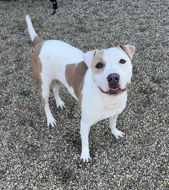 Enlarge DIAMOND, a Adoptable mixed breed in Kalamazoo, MI image 1/1