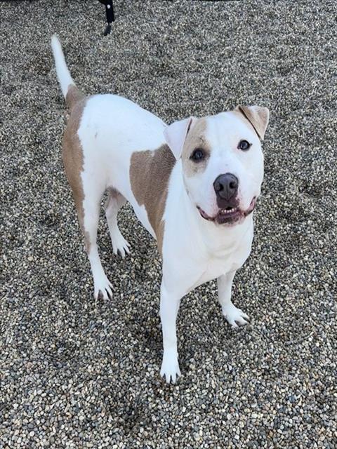 DIAMOND, Adoptable, Adult Female American Staffordshire Terrier & Mixed Breed.