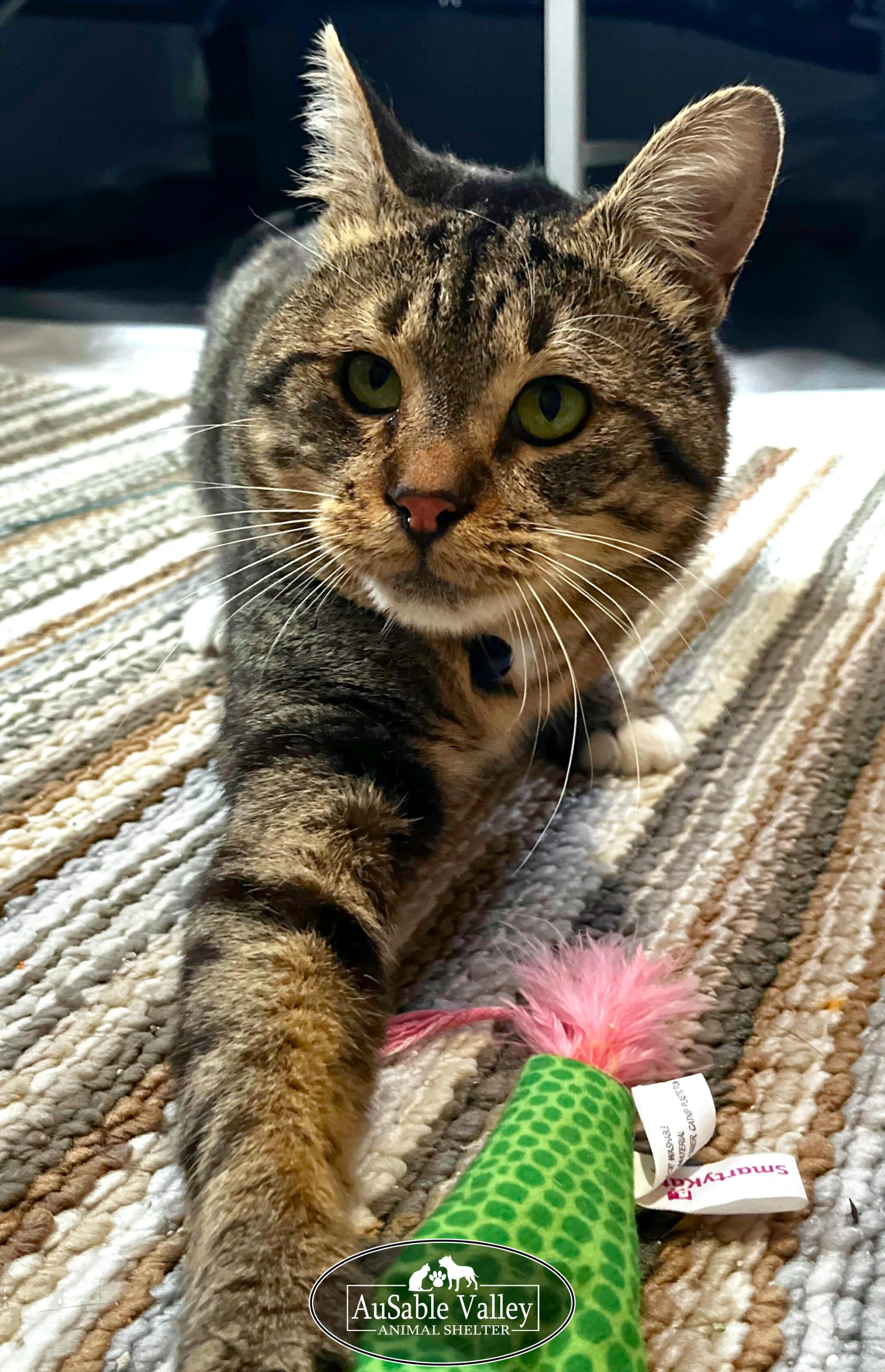 Luke, a Adoptable Domestic Short Hair in Grayling, MI image 5/6