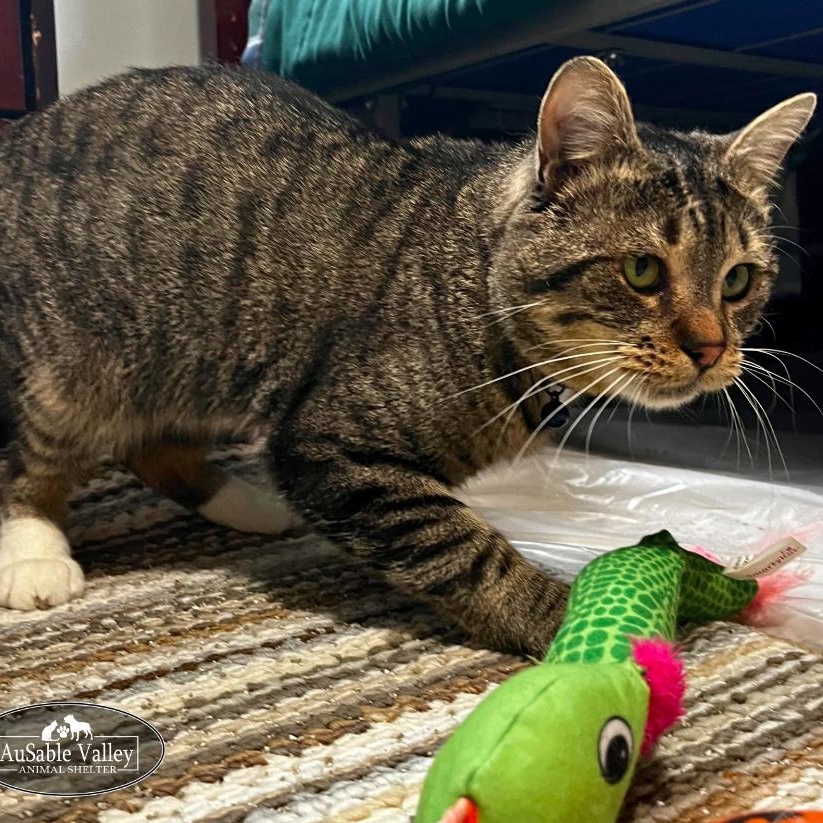 Luke, a Adoptable Domestic Short Hair in Grayling, MI image 4/6