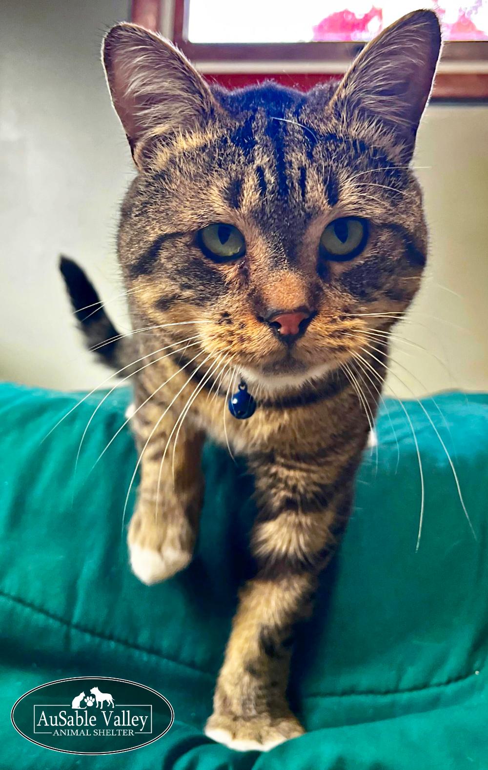 Luke, a Adoptable Domestic Short Hair in Grayling, MI image 3/6