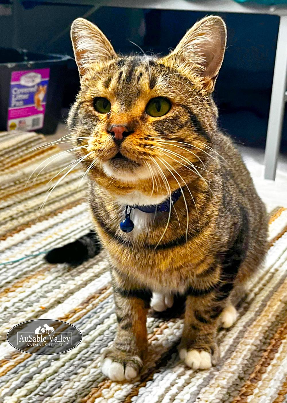 Luke, a Adoptable Domestic Short Hair in Grayling, MI image 1/6