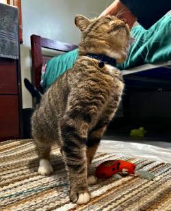 Luke, a Adoptable Domestic Short Hair in Grayling, MI image 6/6