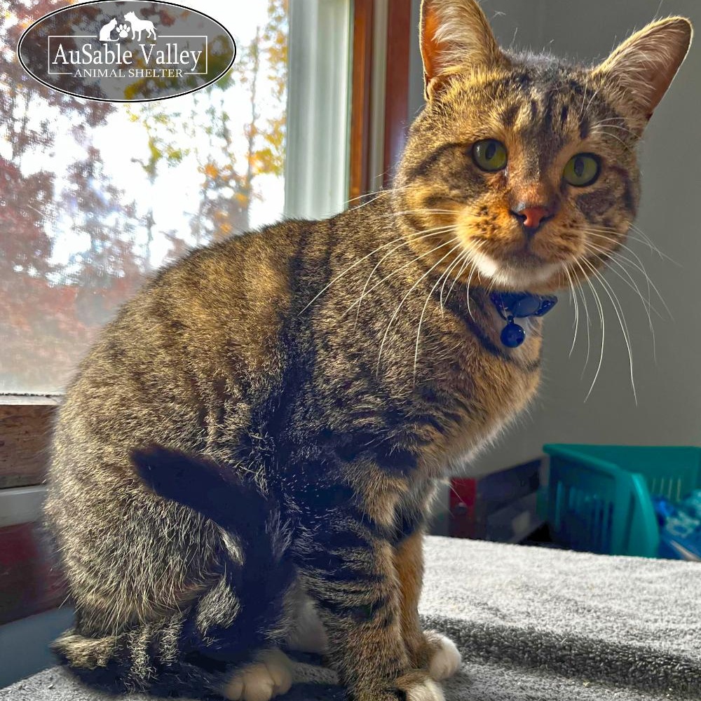 Luke, a Adoptable Domestic Short Hair in Grayling, MI image 2/6