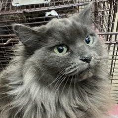 Glass, adopted, Adult Female Domestic Long Hair.