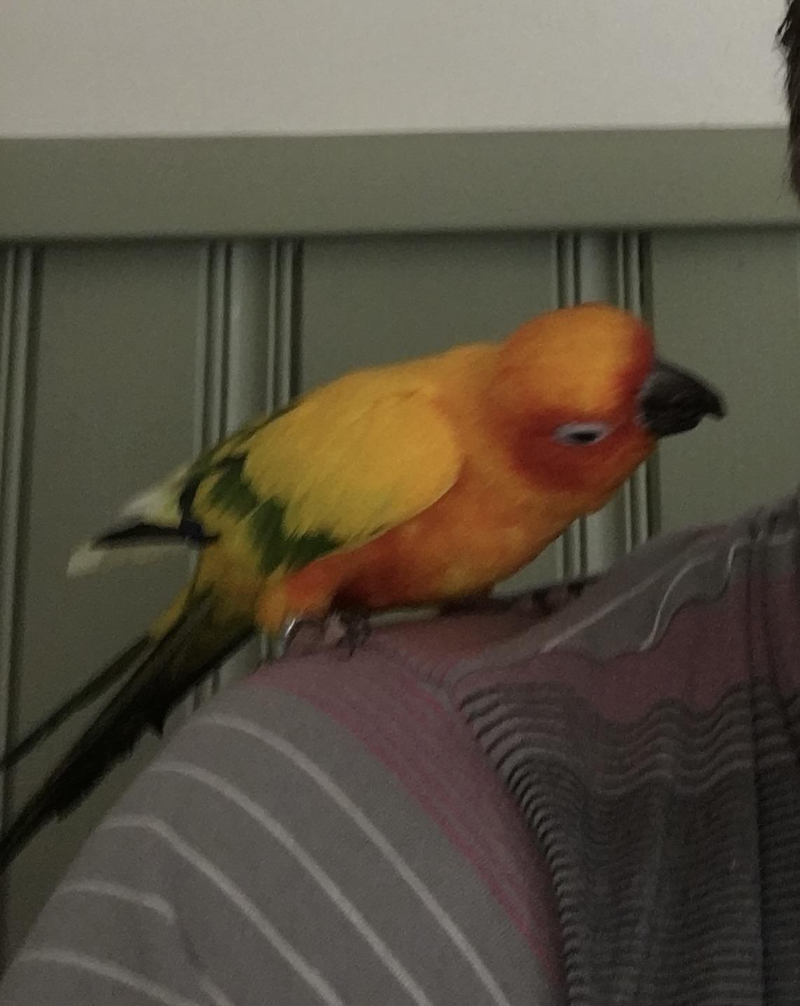 Enlarge Sunshine, a Adoptable Conure in North Babylon, NY image 1/1