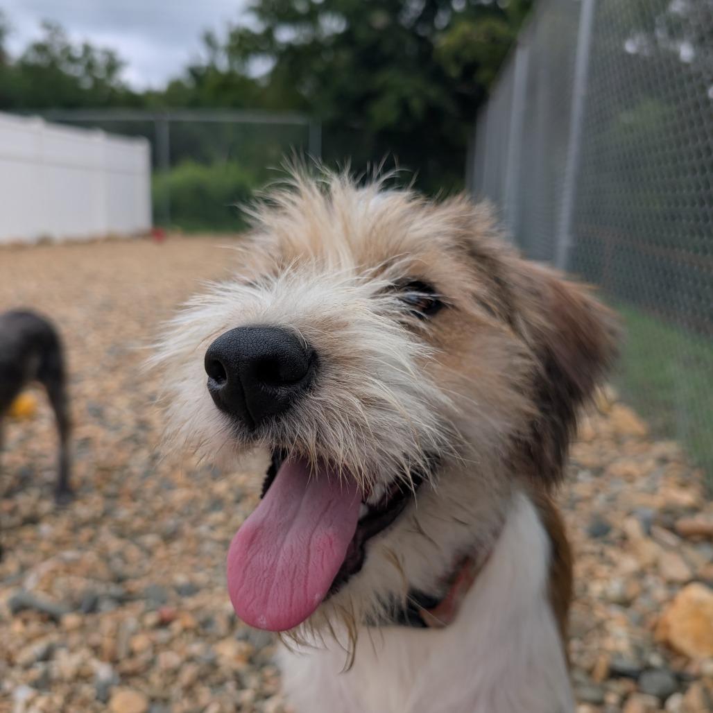 Ruby(BAS), Adoptable, Young Female Terrier & Mixed Breed.