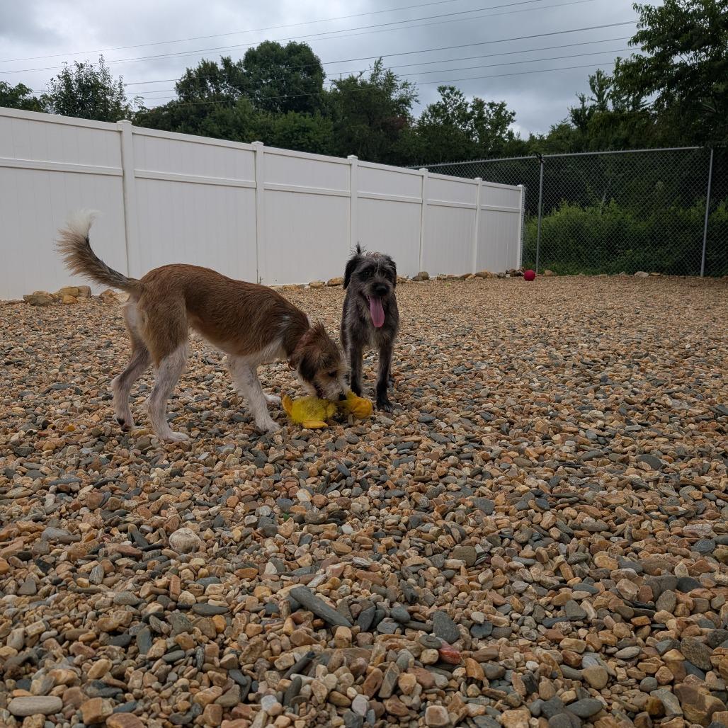 Enlarge Ruby(BAS), a Adoptable mixed breed in Lenoir, NC image 4/6