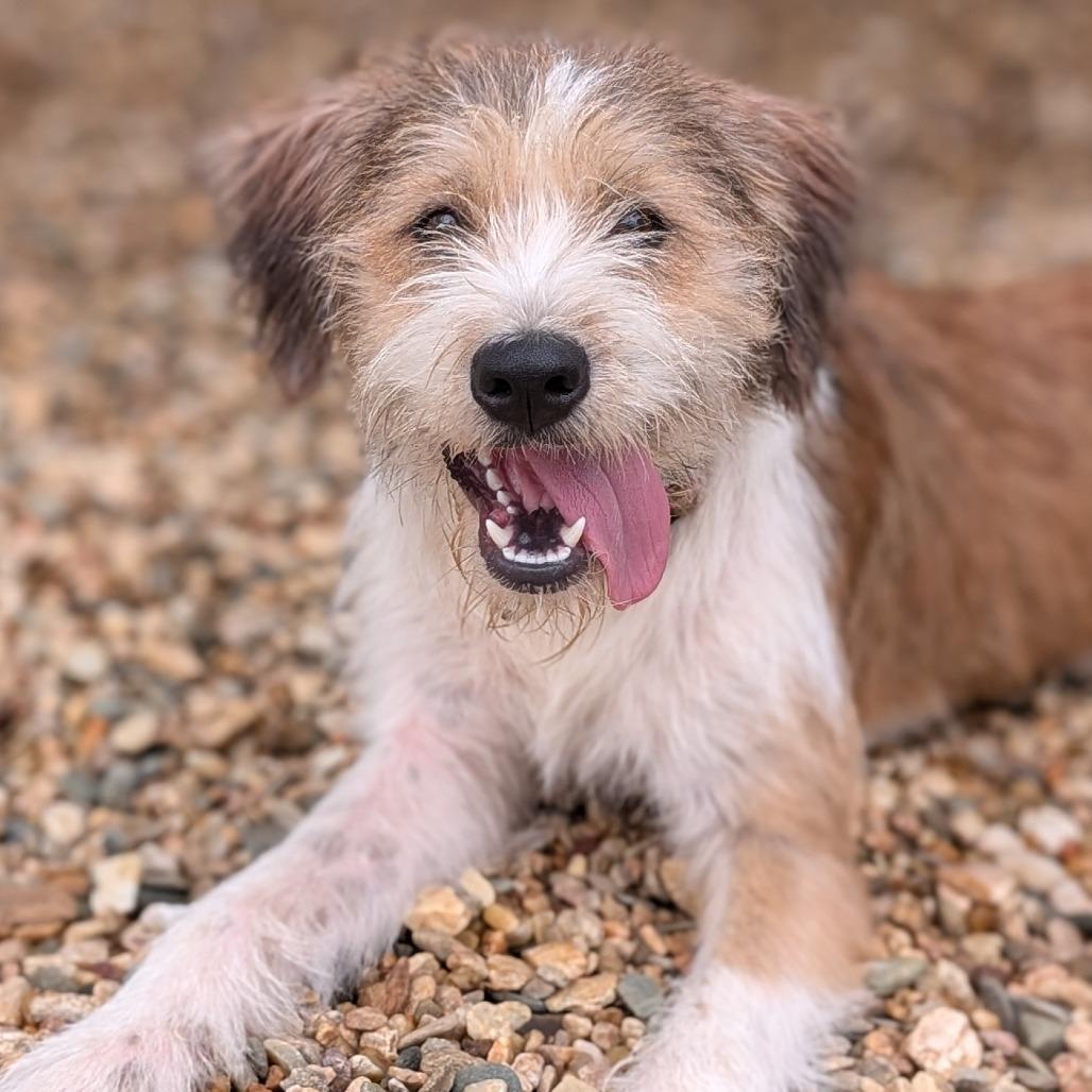 Enlarge Ruby(BAS), a Adoptable mixed breed in Lenoir, NC image 5/6