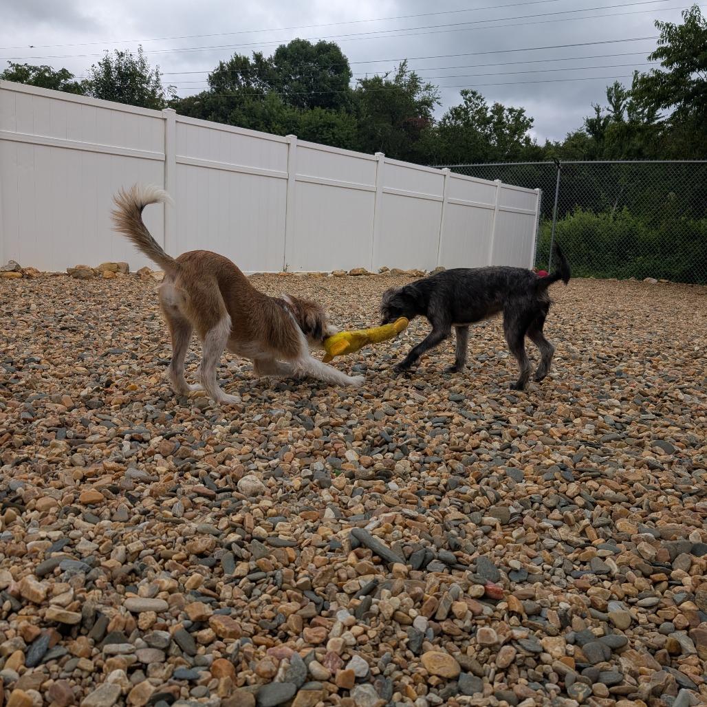 Enlarge Ruby(BAS), a Adoptable mixed breed in Lenoir, NC image 6/6