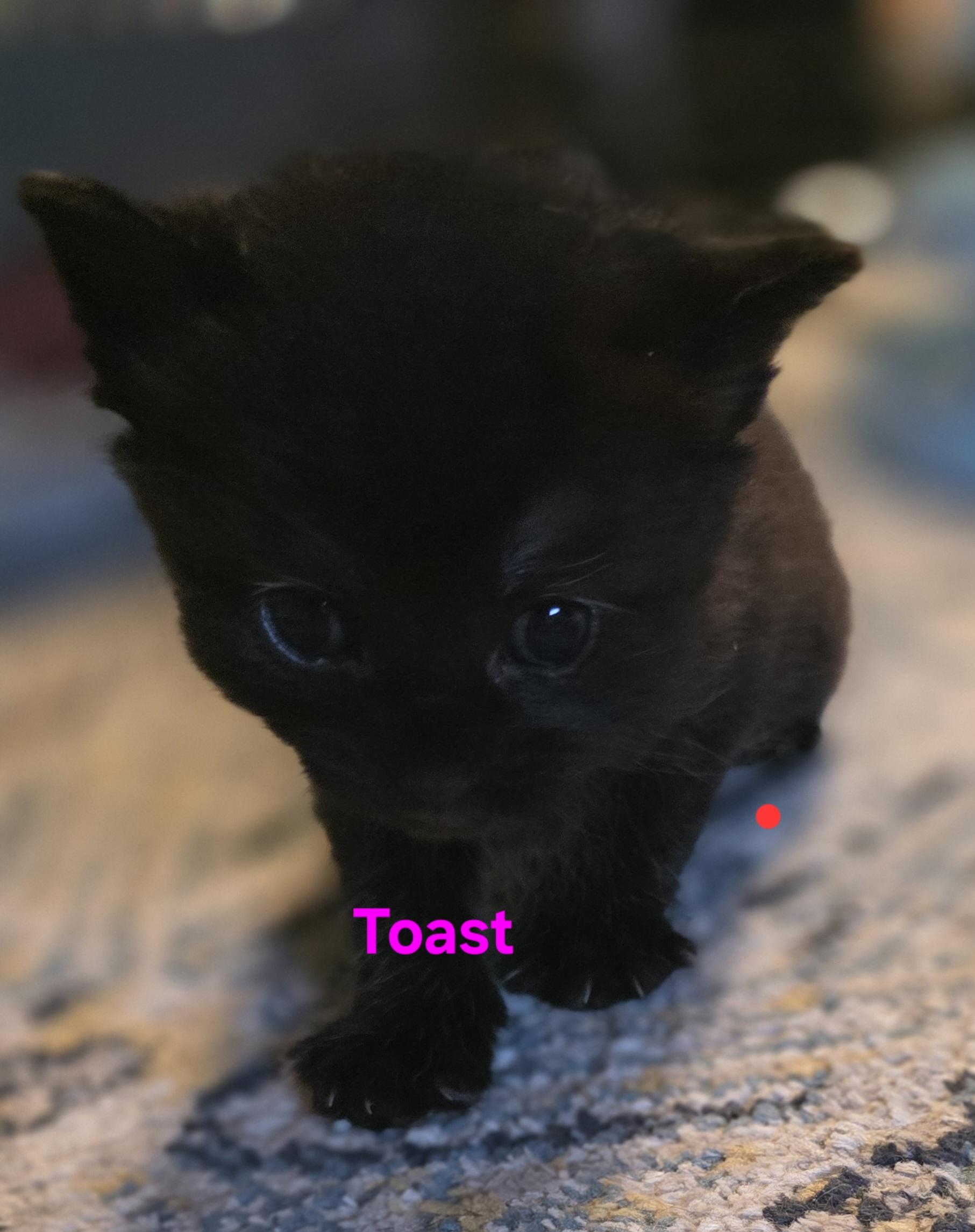 Toast, a ADOPTABLE Domestic Short Hair in Jamesville, NY image 2/2
