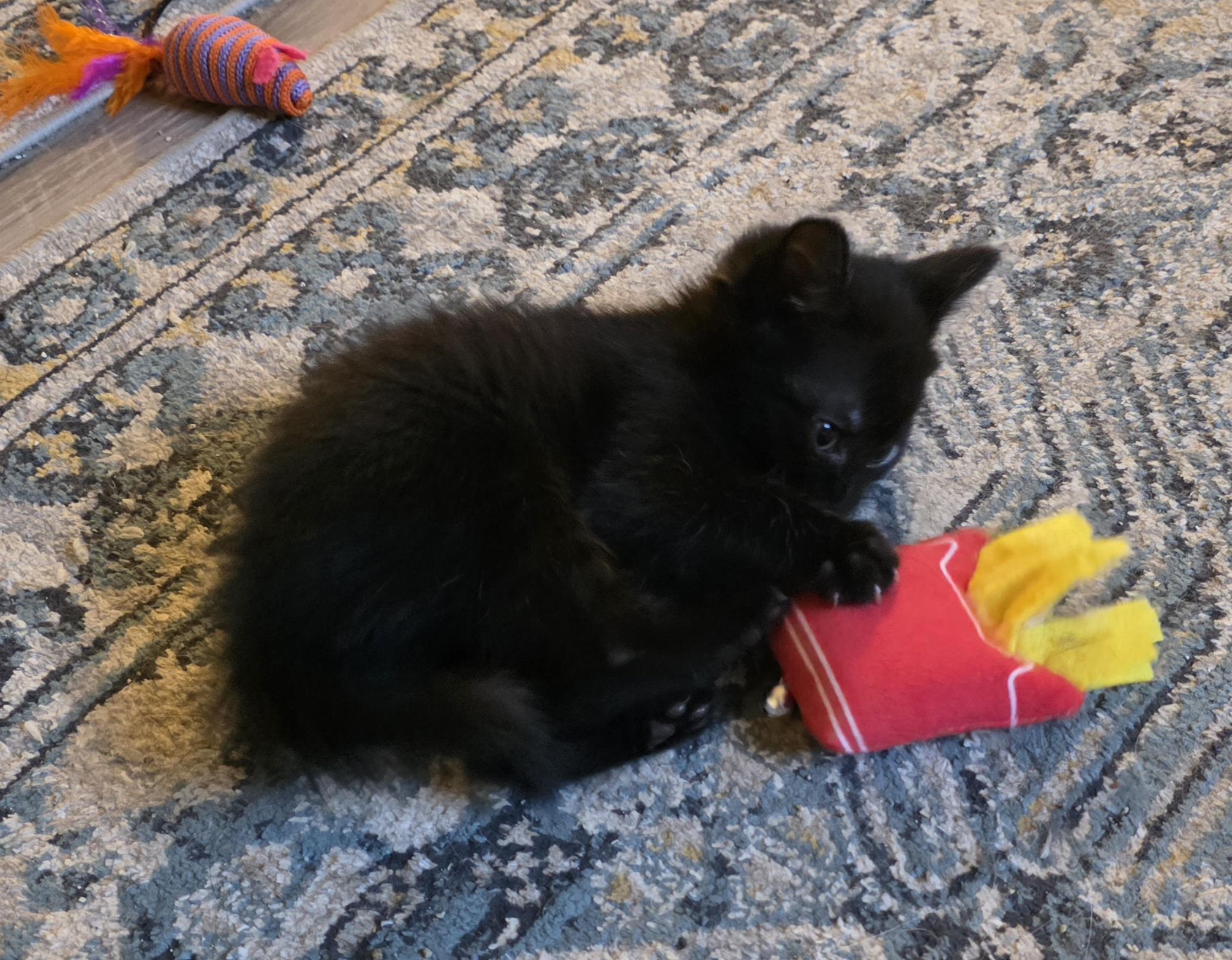 Toast, Adopted, Kitten Female Domestic Short Hair.