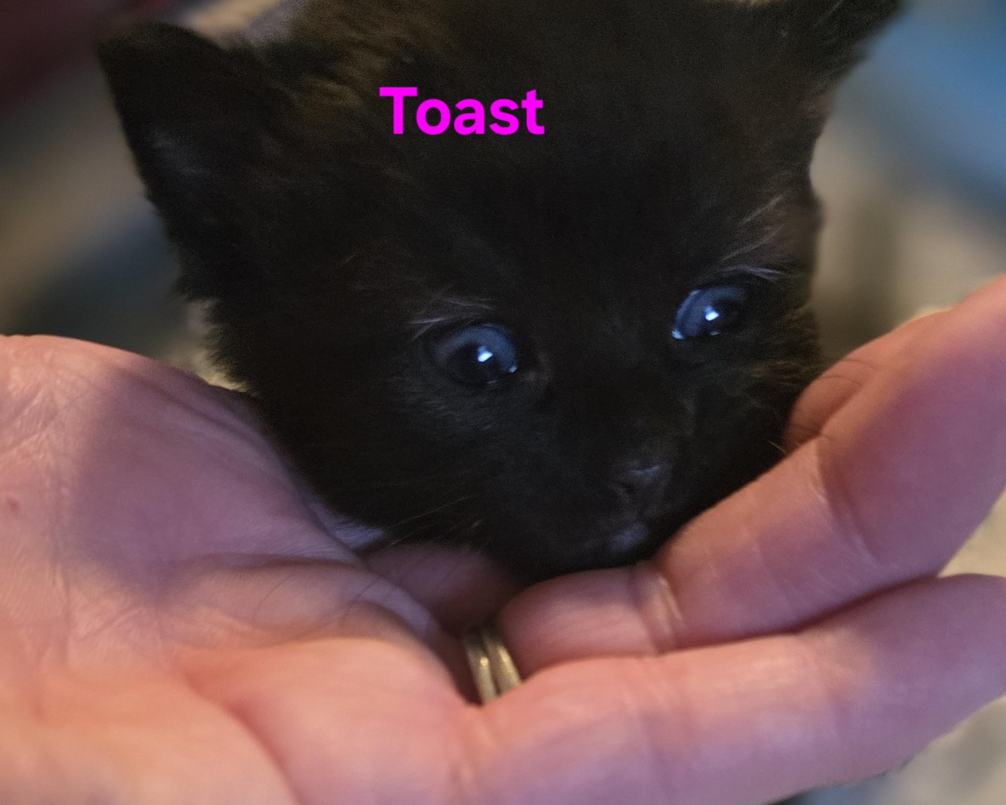 Toast, ADOPTABLE, Kitten Female Domestic Short Hair.