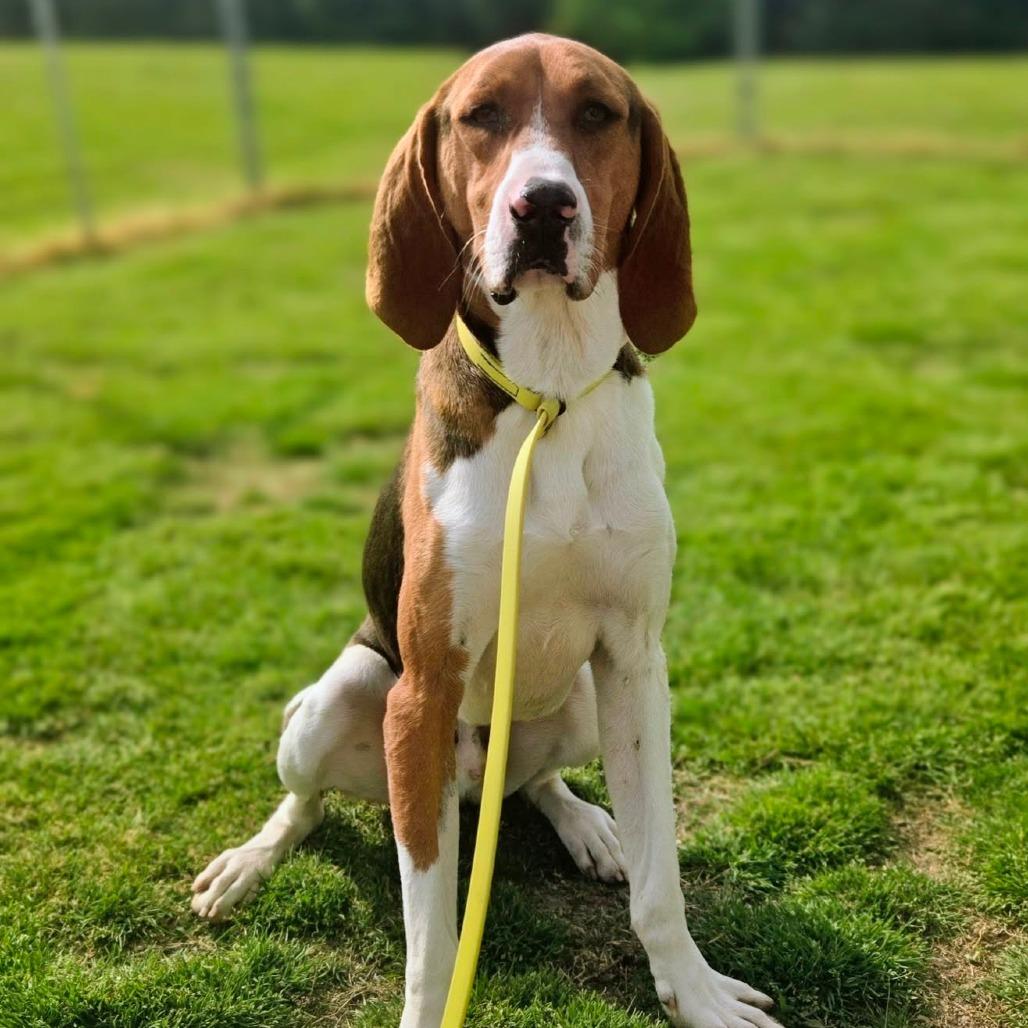 Enlarge Prince, a Adoptable Treeing Walker Coonhound in Chesapeake, VA image 2/2