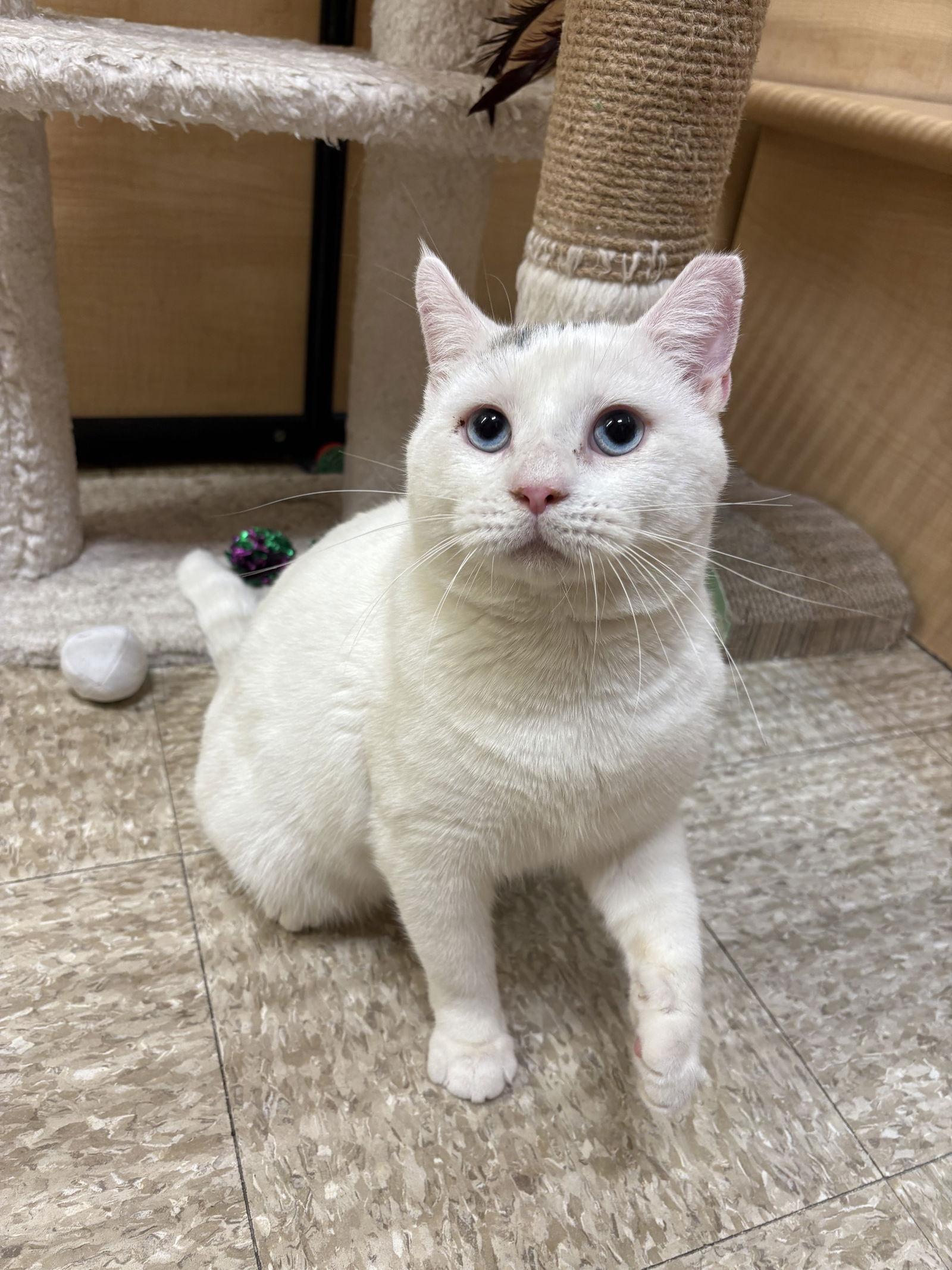 Cheeks, Adoptable, Adult Male Domestic Short Hair.