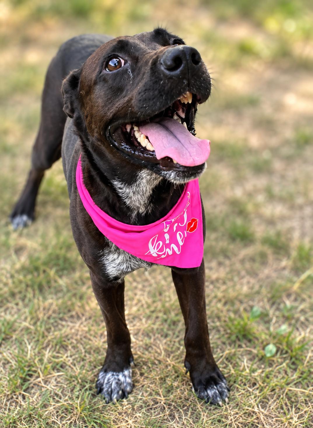 Clairy, Adoptable, Young Female Black Labrador Retriever & American Staffordshire Terrier.