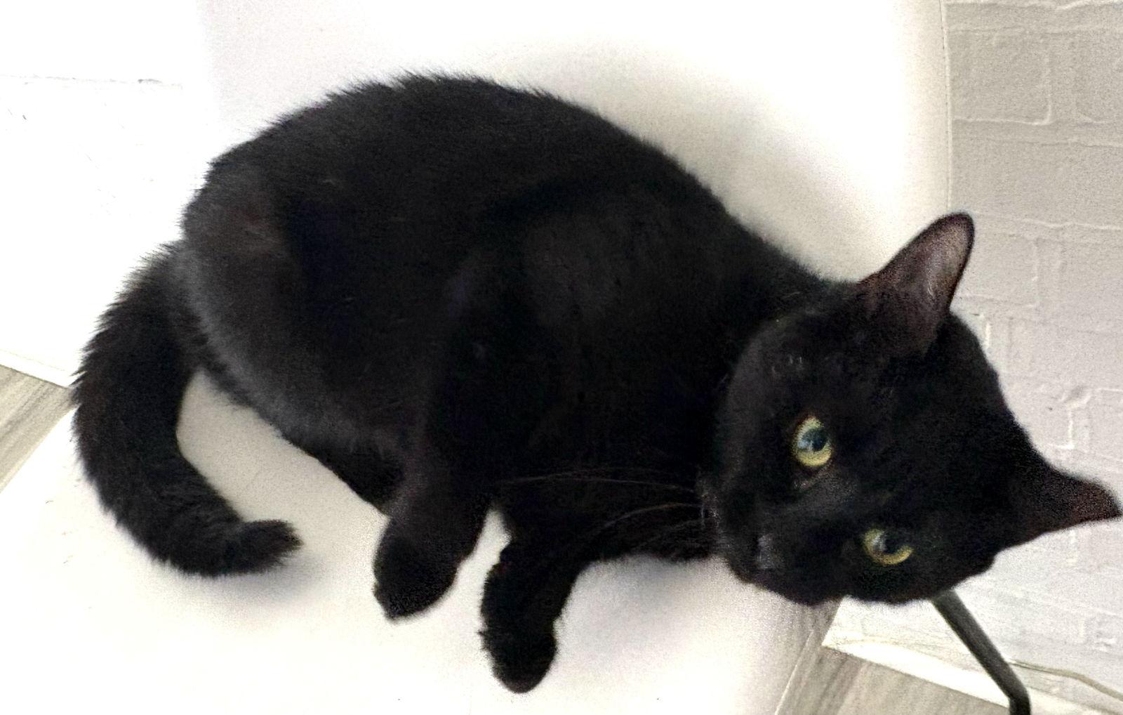 Morticia 2 years, Adoptable, Young Female Domestic Short Hair.