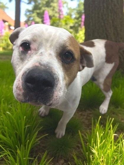 Hey Arnold, Adoptable, Adult Male American Staffordshire Terrier & American Bulldog.