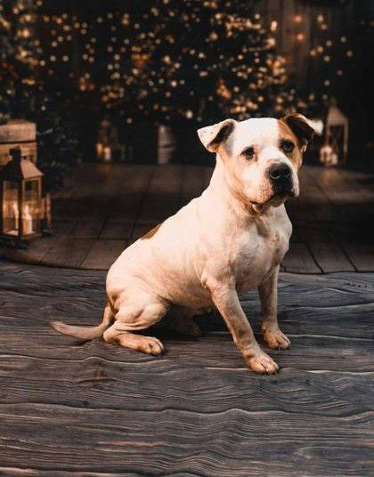 Enlarge Hey Arnold, a Adoptable mixed breed in Sullivan, IN image 2/2