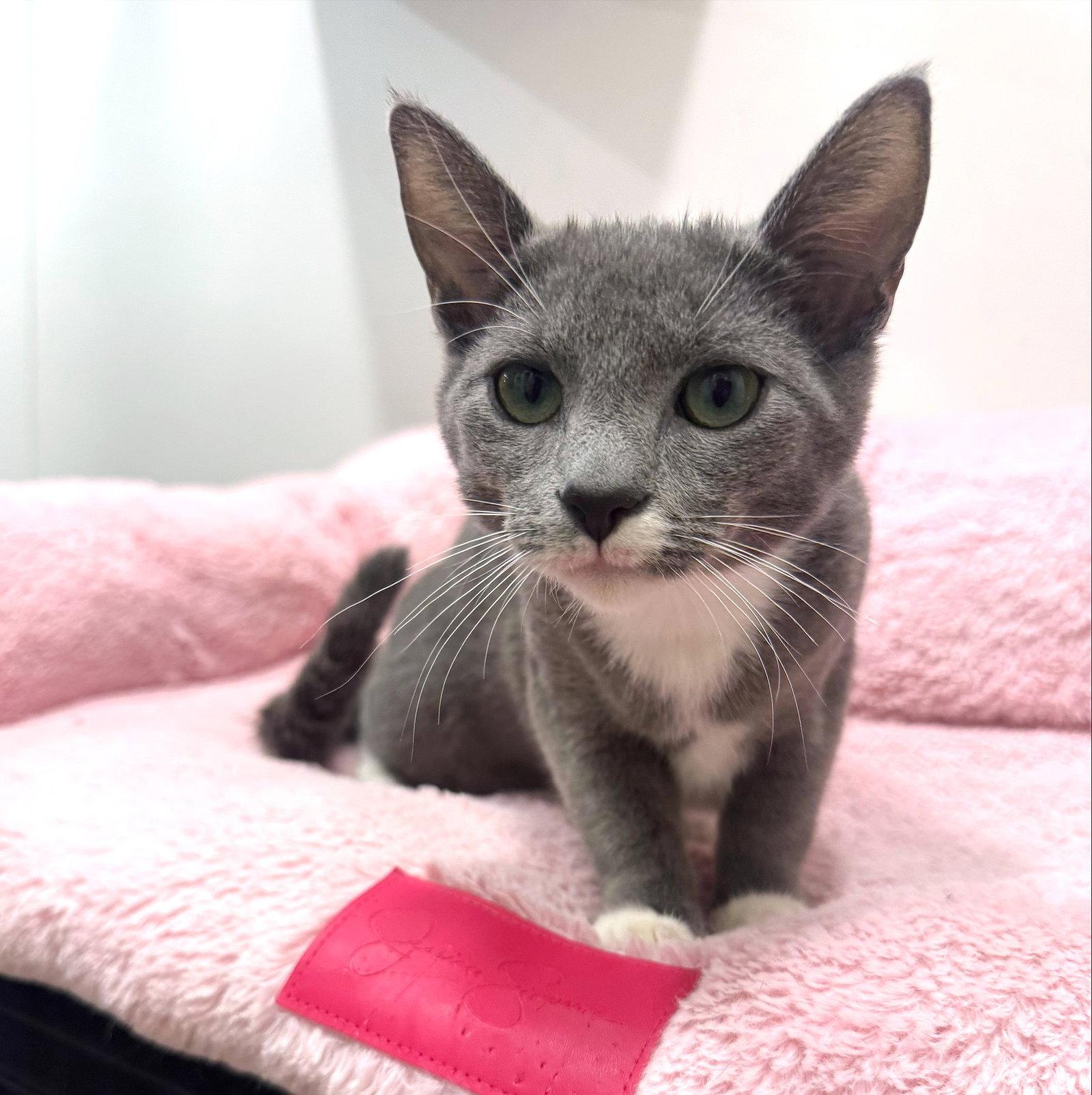 Misty, Adoptable, Young Female Domestic Short Hair.