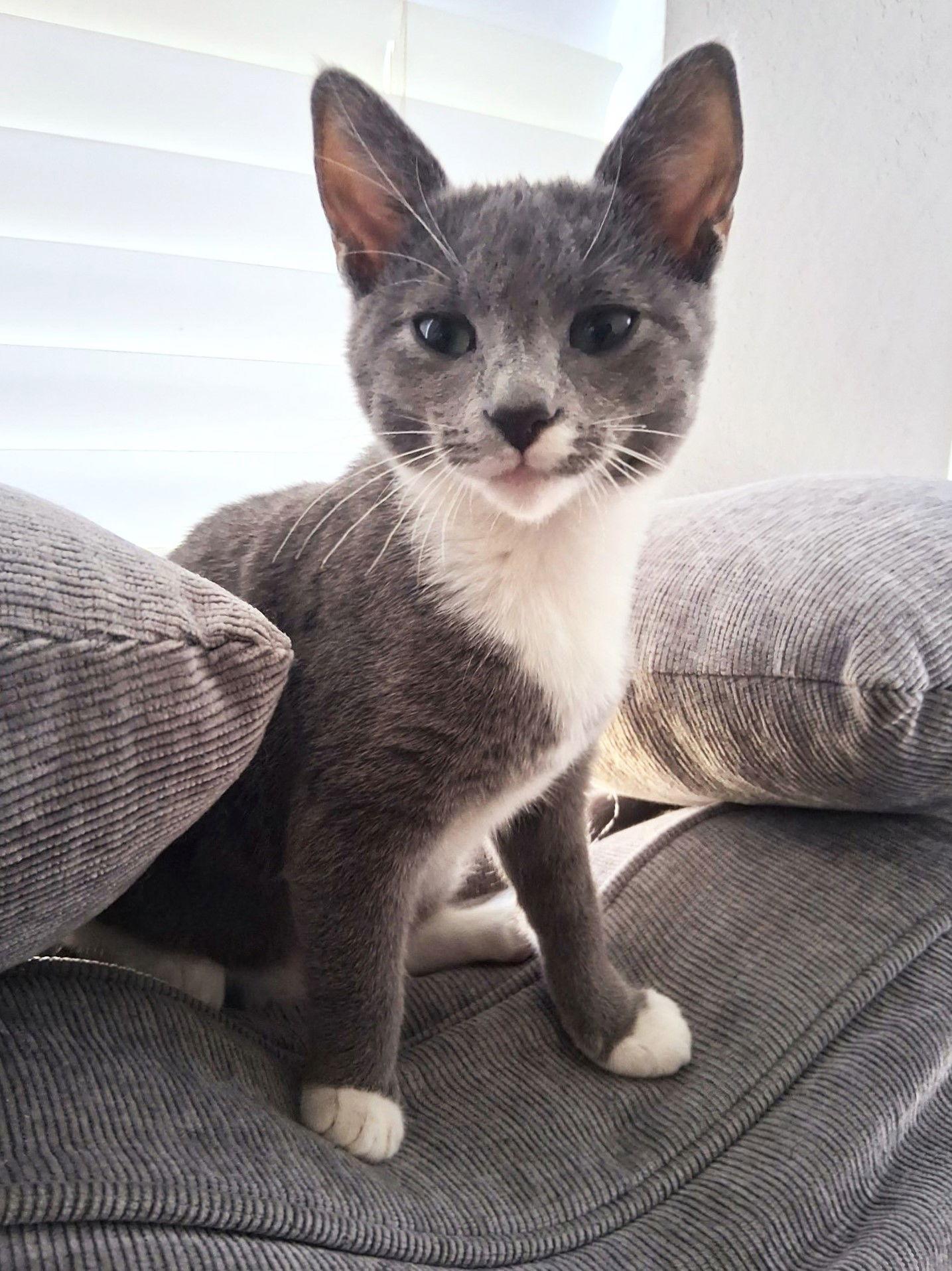 Enlarge Misty, a Adoptable Domestic Short Hair in St. Cloud, FL image 2/3