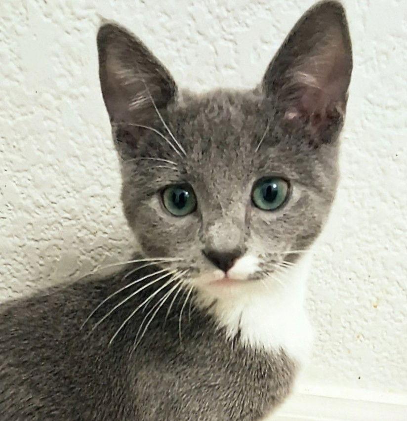 Enlarge Misty, a Adoptable Domestic Short Hair in St. Cloud, FL image 3/3