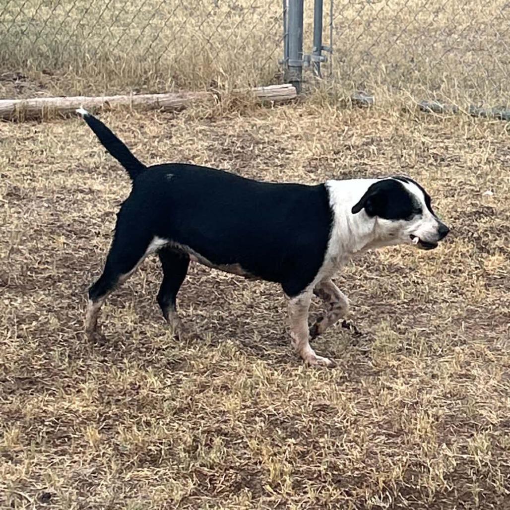 sammy, Adoptable, Adult Female Pit Bull Terrier & Mixed Breed.