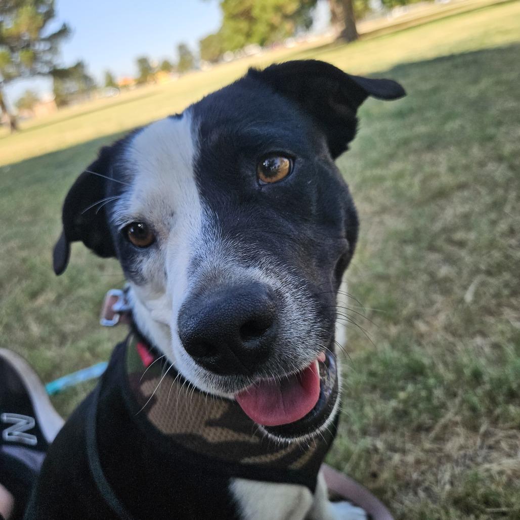 Enlarge sammy, a Adoptable mixed breed in Odessa, TX image 2/6