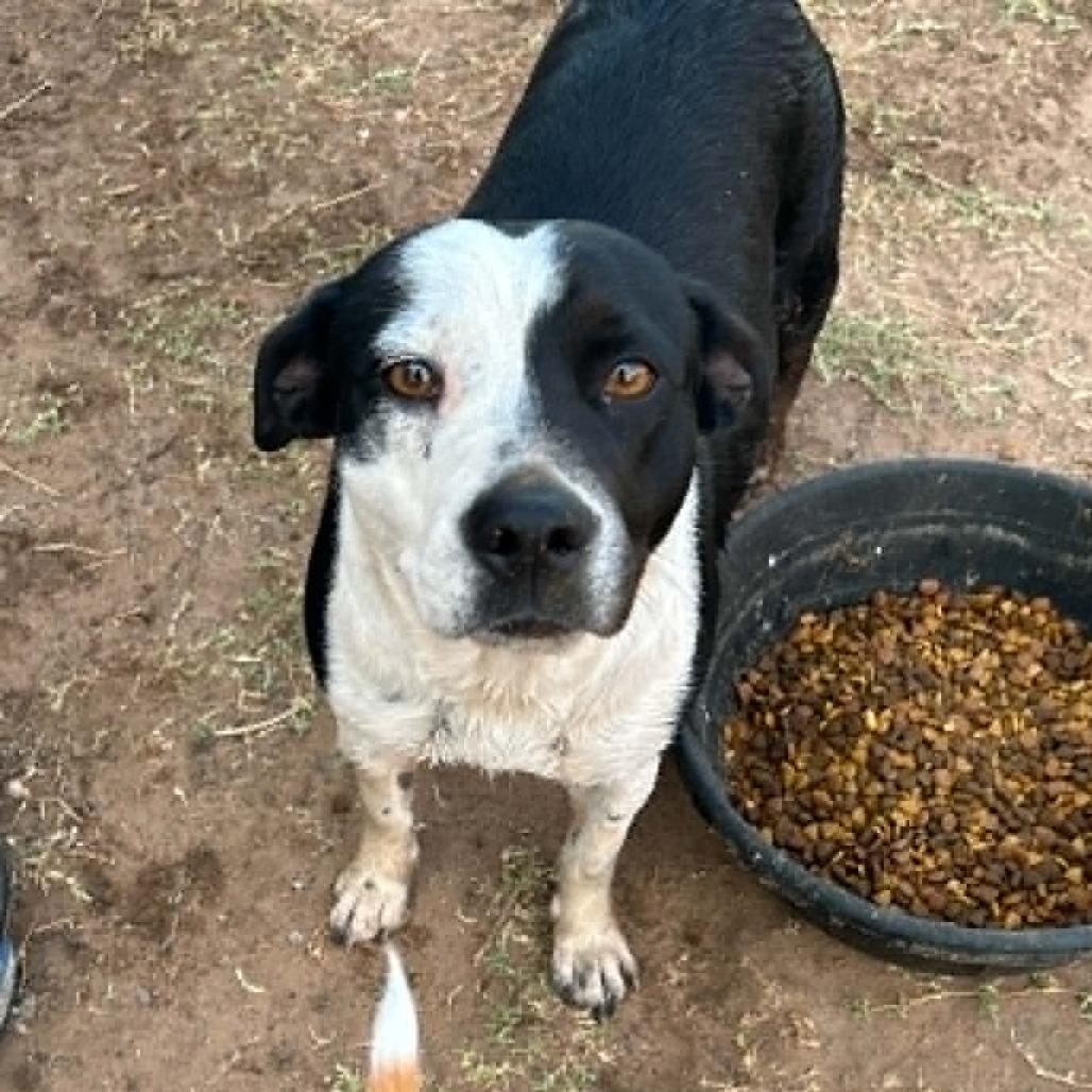Enlarge sammy, a Adoptable mixed breed in Odessa, TX image 3/6