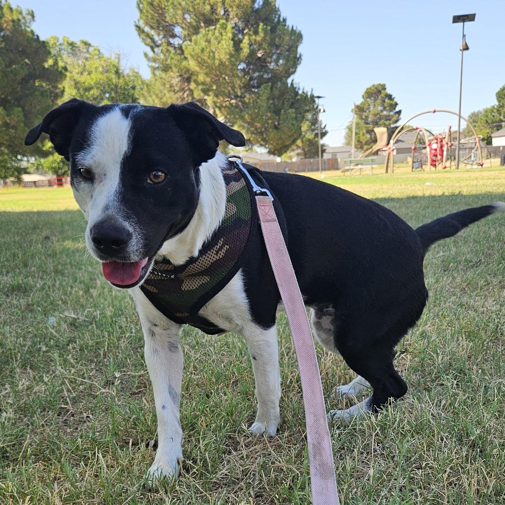 Enlarge sammy, a Adoptable mixed breed in Odessa, TX image 4/6