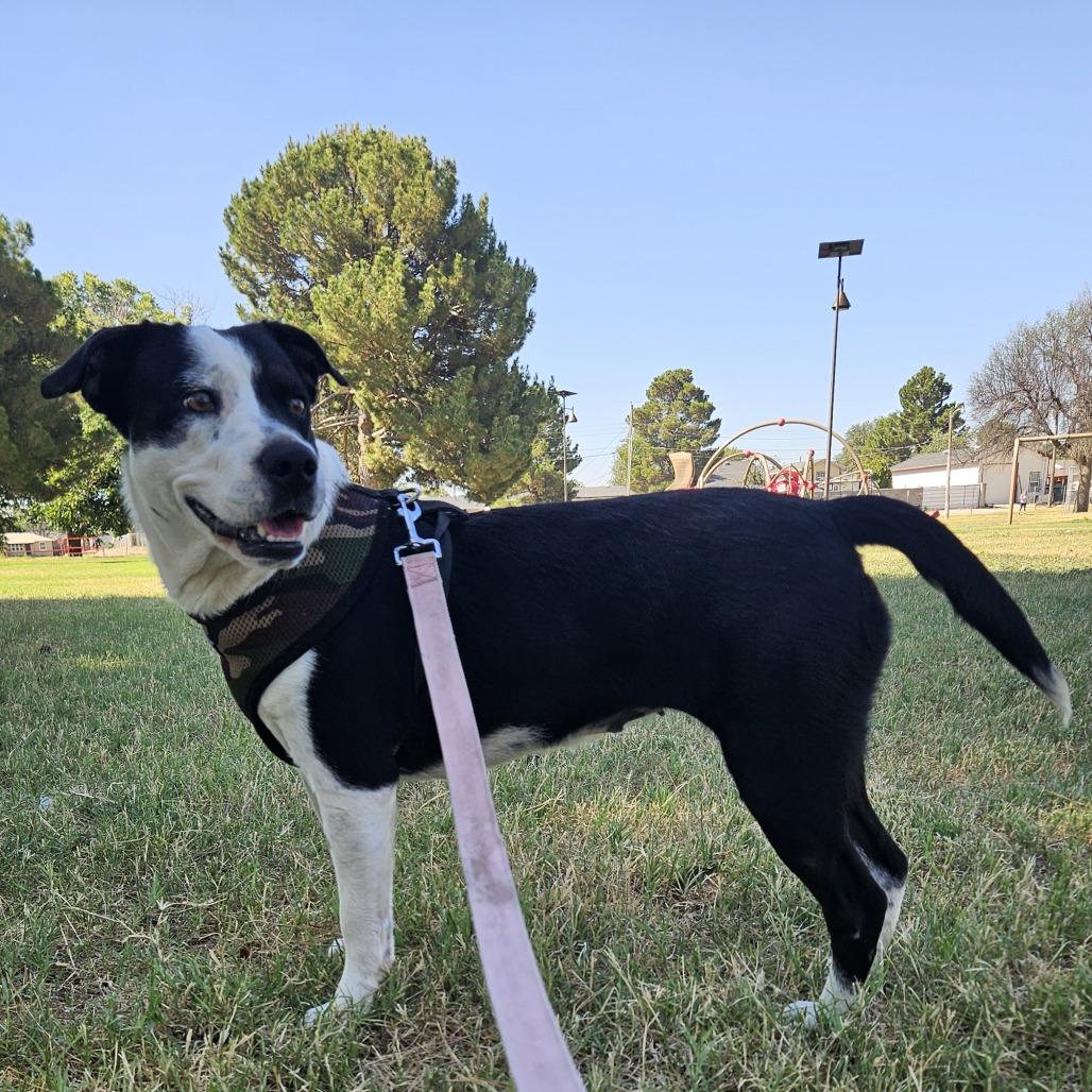 Enlarge sammy, a Adoptable mixed breed in Odessa, TX image 5/6