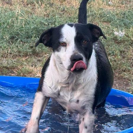 Enlarge sammy, a Adoptable mixed breed in Odessa, TX image 6/6