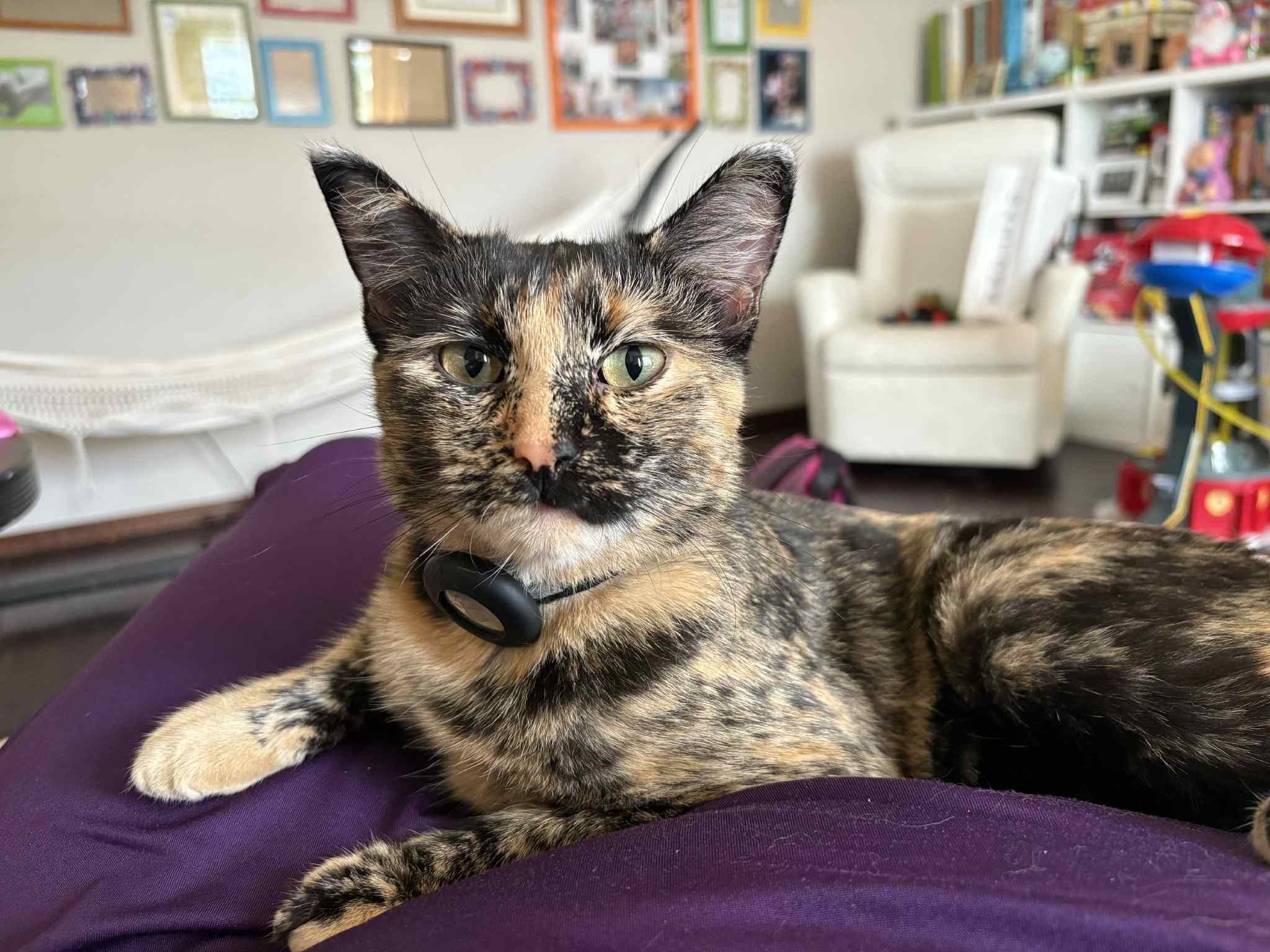 Pawtumn, Adoptable, Young Female Domestic Short Hair.