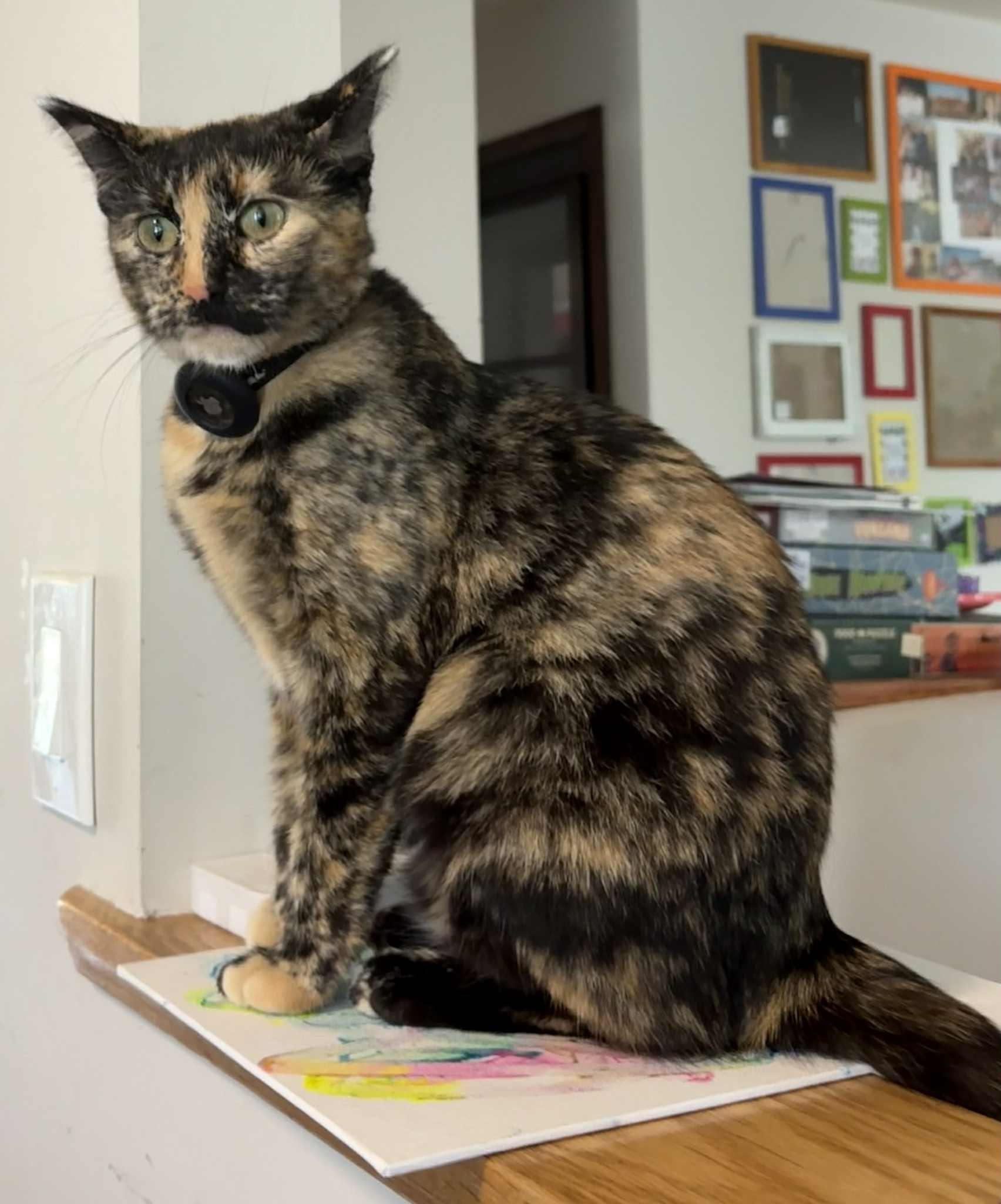 Pawtumn, a Adoptable Domestic Short Hair in Abbotsford, BC image 2/2