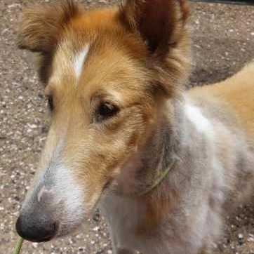 Enlarge Gracie, a Adopted Collie in Riverside, CA image 2/5