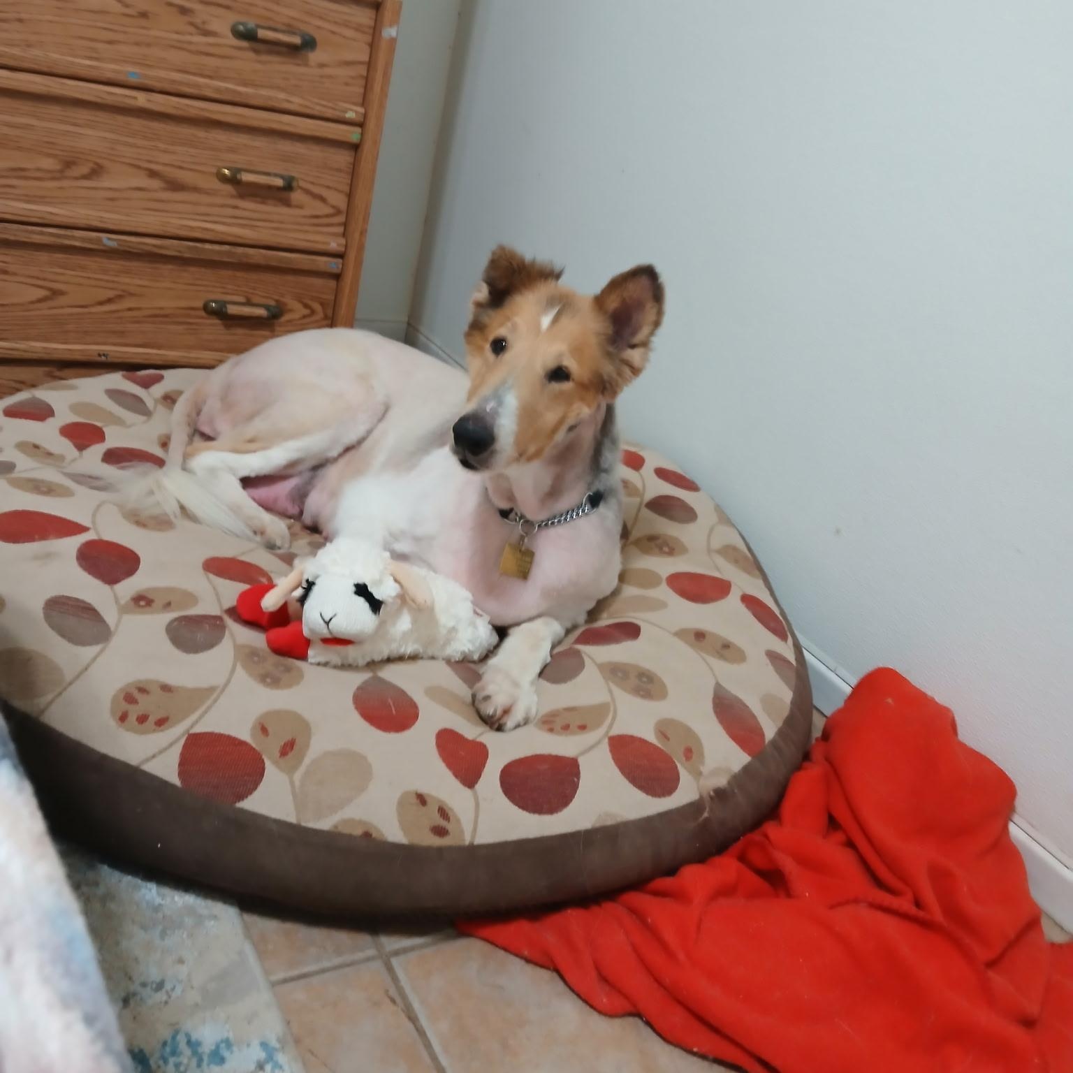 Gracie, Adopted, Adult Female Collie.