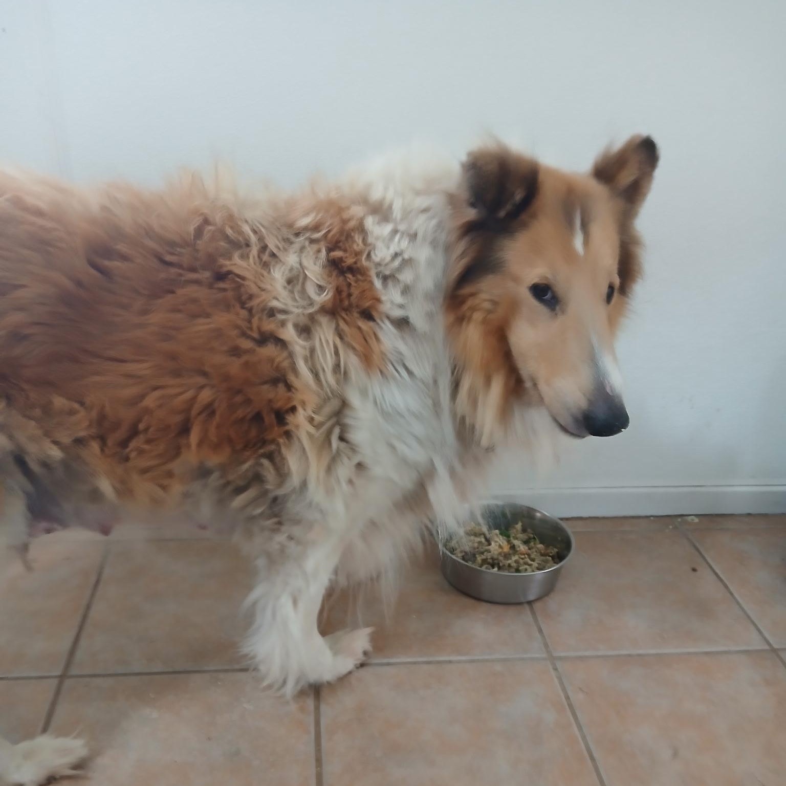 Enlarge Gracie, a Adopted Collie in Riverside, CA image 3/5