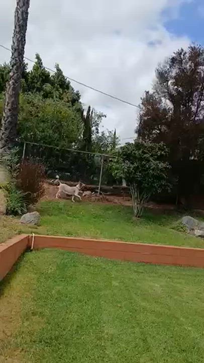 Enlarge Gracie, a Adopted Collie in Riverside, CA video 5/5