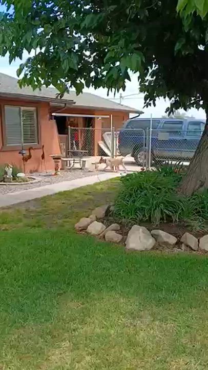 Enlarge Gracie, a Adopted Collie in Riverside, CA video 4/5
