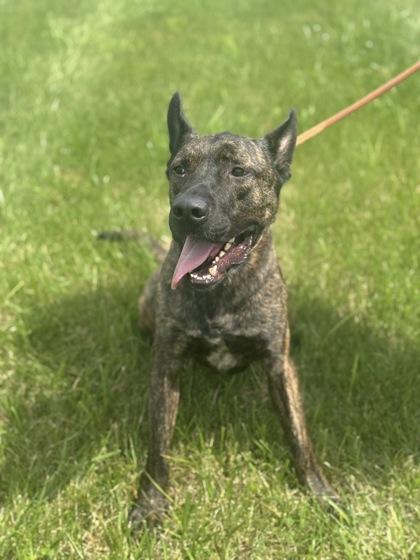Louie, Adoptable, Adult Male Dutch Shepherd & Mixed Breed.