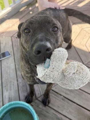 Louie, a Adoptable mixed breed in Columbus, IN image 2/3