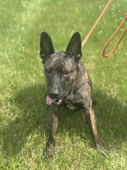 Louie, a Adoptable mixed breed in Columbus, IN image 3/3