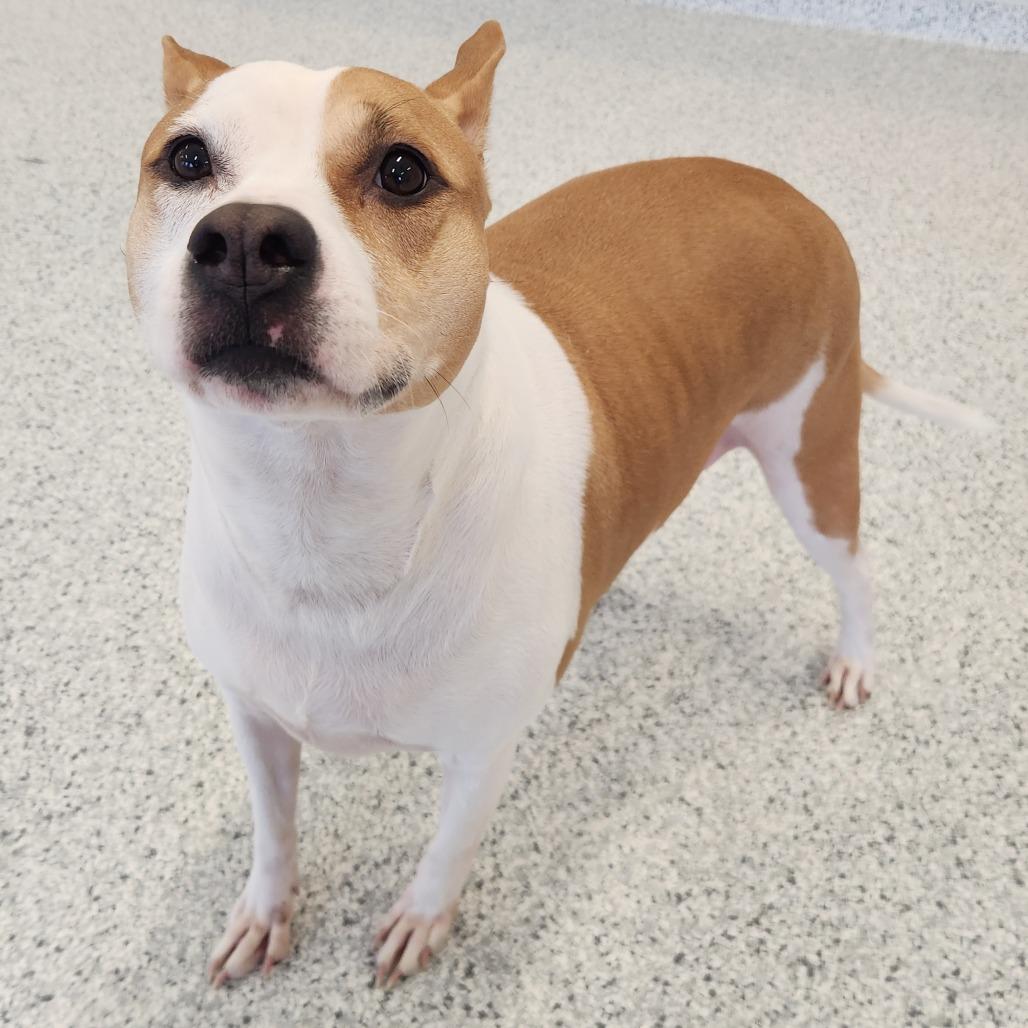 Enlarge Emory, a Adoptable mixed breed in Fort Wayne, IN image 1/6